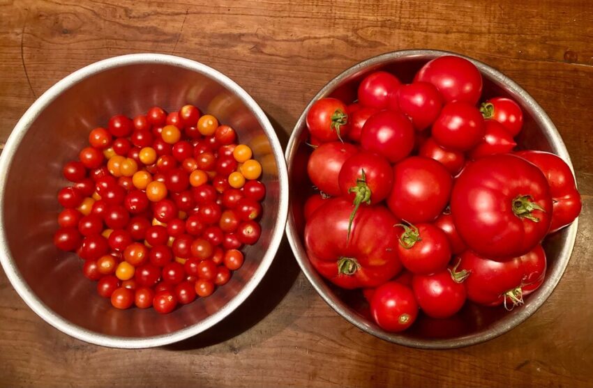 Bounty of tomato
