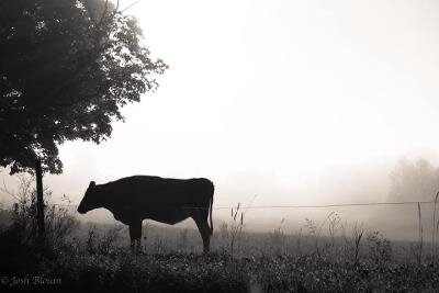 Cow In Pasture