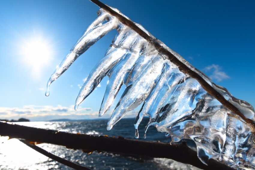 Ice on limb