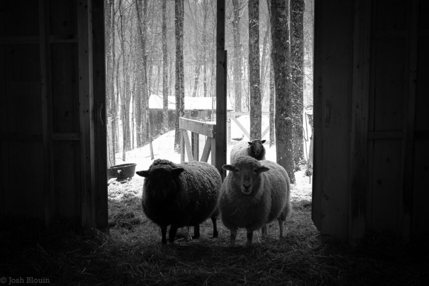 Sheep in Barn