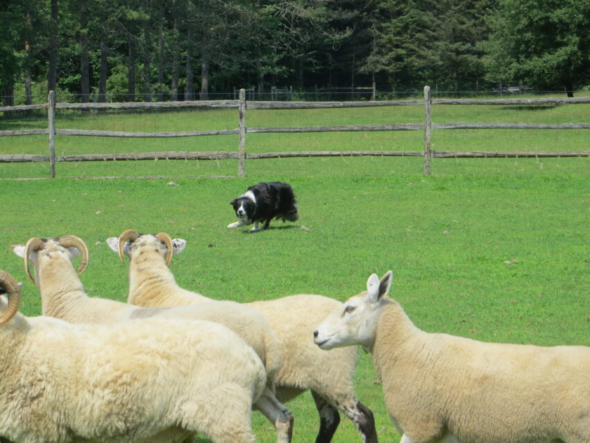 dog and sheep